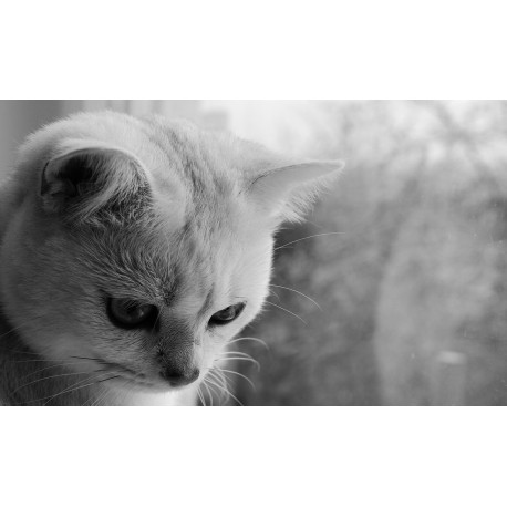Pour savoir comment surmonter la mort d’un chat, visitez catapart.fr